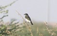/album/some-overseas-trips/pied-wheatear-eastern-race-oman-dec-2005-jpg/